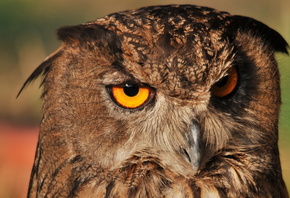 �����, ����