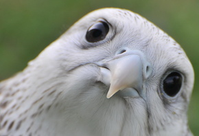 �����, �����