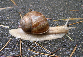 ������, ���������, ������, �����