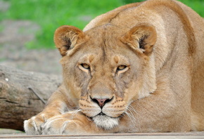 panthera leo, лев, взгляд, усы, львица, морда