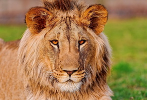 panthera leo, , lion, , , 