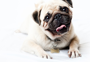 ����, ������, ����