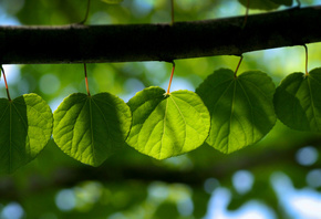 , leaf wallpapers, , , , 