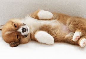 ����, �, ����