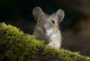 ���, ��������, �����, ������, ������, �����, ����