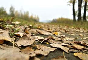 листья, осень, природа, лес, зелень, макро, деревья, небо, листопад