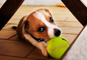 ����, �����, ������