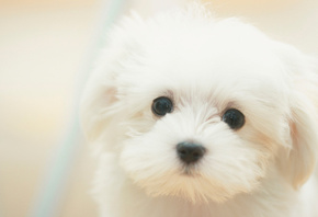 puppy, sad, Dog, white, , , dreamy, , , cute