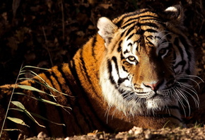 panthera tigris, тигр, лежит, взгляд, tiger, морда