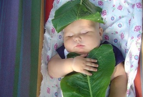 �����, ����