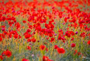 ���, ����, ������, ����