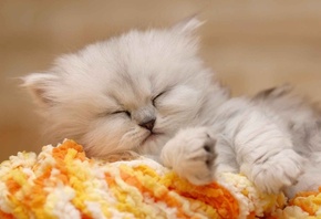 ���, British chinchilla, ������, ���������� ��������