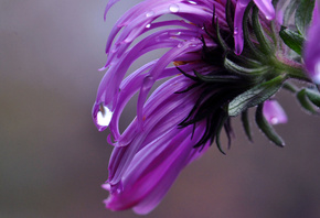 �����, �������, �����, �����