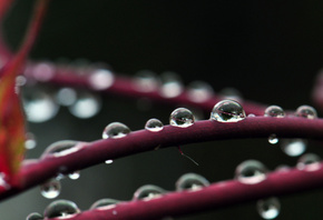 ����, �����, �����, �������