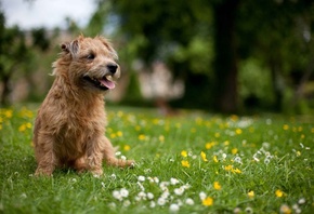 ����, ������, ����