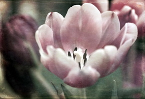 �����, ���, ������