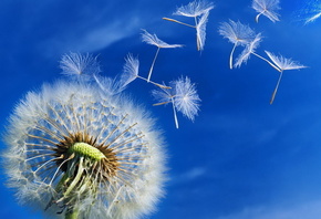 �������, �������