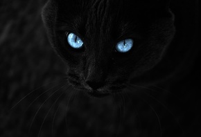 ������, ���, ������