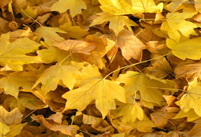 ������, �����, �������