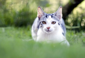 �������, �����, ����