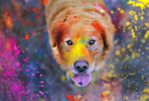 ������, ������, the explosion of colors