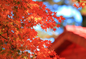 крона, дерево, красные, осень, листья