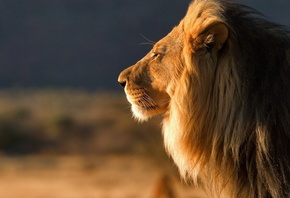 ���, ��������, �������