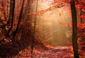 �����, �������, ����, ���