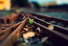 tree, life, train rail