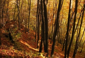 ������� ���, �������, ������� ���, �����