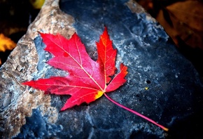 тема осени, красный кленовый лист, камень, красиво, четко