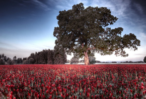 ������, ����, �������, �����, �������