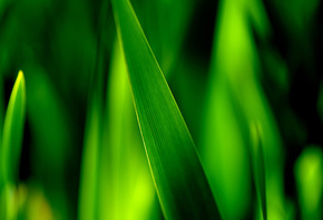 трава, Макро, зелень, лист