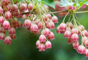 �������, �����