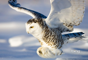 ����, �����, �����