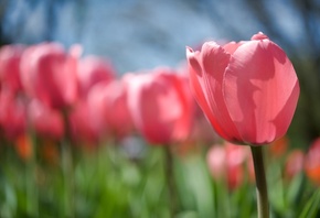 бутон, стебель, поляна, Тюльпан, розовый, цветок, весна