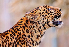 �����, �����, �������, leopard, ������� �����, ���������