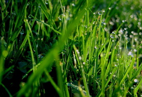 �����, ����