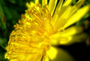 ������, ����