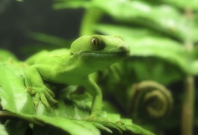зеленая ящерица, на листке