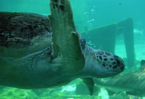 большая черепаха, в океане