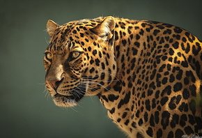 , leopard, , , 