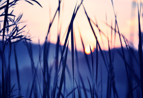 ����, �������, �����