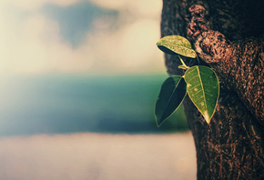 ����, ������, ��������, ���, ������, �����, �����