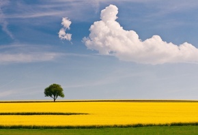 дерево, желтое поле, небо