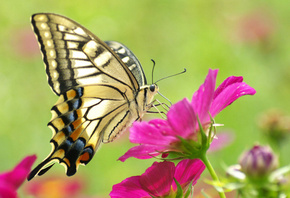 , , , , butterfly, , beauty