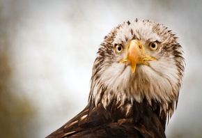 ����, eagle, ����, ���, �����, �����, ������