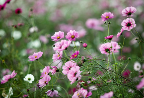 �����, ����, ������, ��������, �����, ������, �������