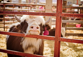 ������, ���, michelle