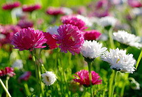 ����, ����������, �����, �������